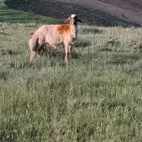 قوچ ورن سنجابی اصیل