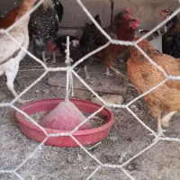 مرغ و خروس