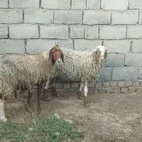 دوراس میش خوشکل آبستن دوماه دندان میانه۹۰کیلووزن