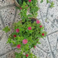 نازیخی و کاکتوس