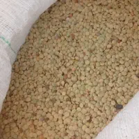 عدس محلی متوسط