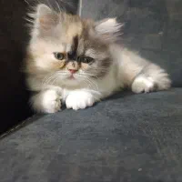 گربه