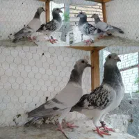 کبوتر کفتر کرمونی مسافتی پلاکی کرمانی