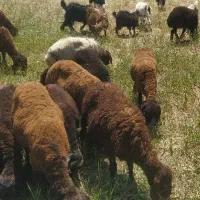 بره نر وماده