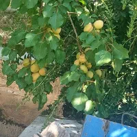 فروش باغ ویلا