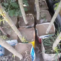 تولید کننده نهال درخت درختچه شمشاد کاج کف قیمت