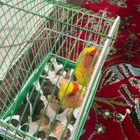 پرنده|پرنده|نکا, |دیوار