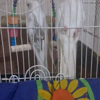 معاوضه باشاه طوطی یاملنگو