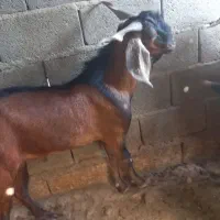 فروش دو عدد ‌چپشت‌سرحال