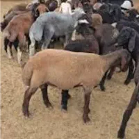 چوپان|حیوانات مزرعه|اژیه, |دیوار