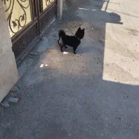 طل پاکوتاه