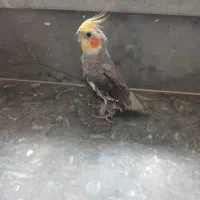 ۳ عدد عروس هلندی نر