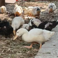 اردک نزدیک ۳ ماهه اورگانیک