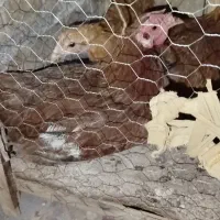دو عدد مرغ تخم‌گذار معاوضه با اردک ماده تخم گذار