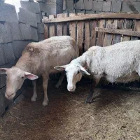 رومن و بره4 ماهه