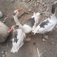 غاز|حیوانات مزرعه|گالیکش, |دیوار