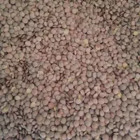 عدس وارداتی روس ارسال رایگان