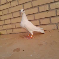 جوجه کاغذی