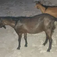 بز نر|حیوانات مزرعه|بوشهر, |دیوار