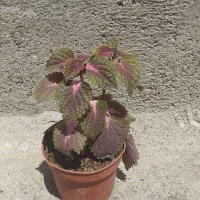 گل حسن یوسف