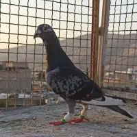 قره کوهی