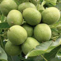 فروش عمده و خرده نهال