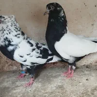 کبوتر کاشان