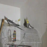 عروس هلندی