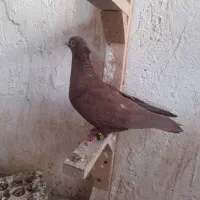 کبوتر|پرنده|اسفراین, |دیوار