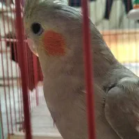 پرنده گمشده