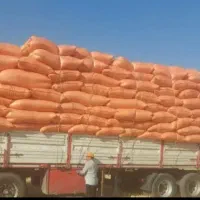 کاه گندم گونی شده