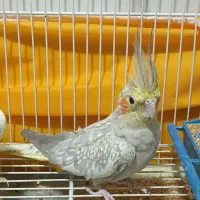 یک جفت عروس هلندی