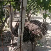 شترمرغ ماده یک ساله سالم