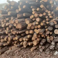 خرید و فروش چوب چنار کاج و جنگلی