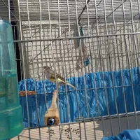 قناری ابلغ ماده