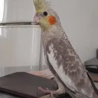 یک عدد عروس هلندی