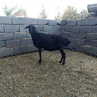 دو عدد میش یکی کاور یکی دندان تخت..گوسفند بره