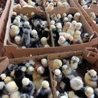 جوجه نهاوند زرین گلپایگانی ، بوقلمون ، گوشتی