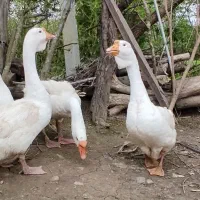 جوجه قوغاز لوکس آفریقایی و اکراینی