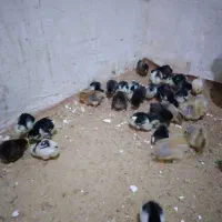 جوجه مرغ گلین لری