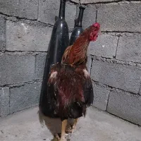 خروس لاری