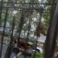 پرنده|پرنده|شهر ری, دولت‌آباد|دیوار