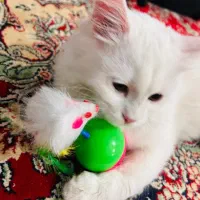 گربه|گربه|سیرجان, |دیوار