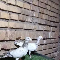 دو تا هفترنگ ماده