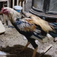 مرغ و خروس لاری
