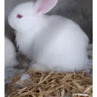 خرگوش