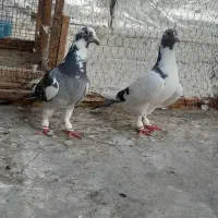 کبوتر پلاکی