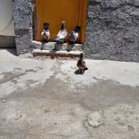 کبوتر عتیقه