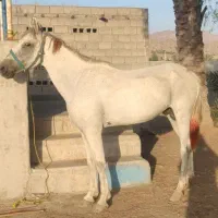 اسب نریان