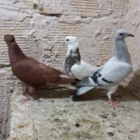 دم سفید خوشگل شامی طوقی